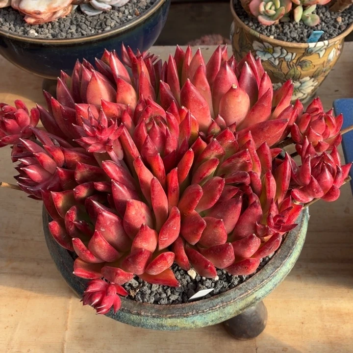 多肉植物 红老虎-4