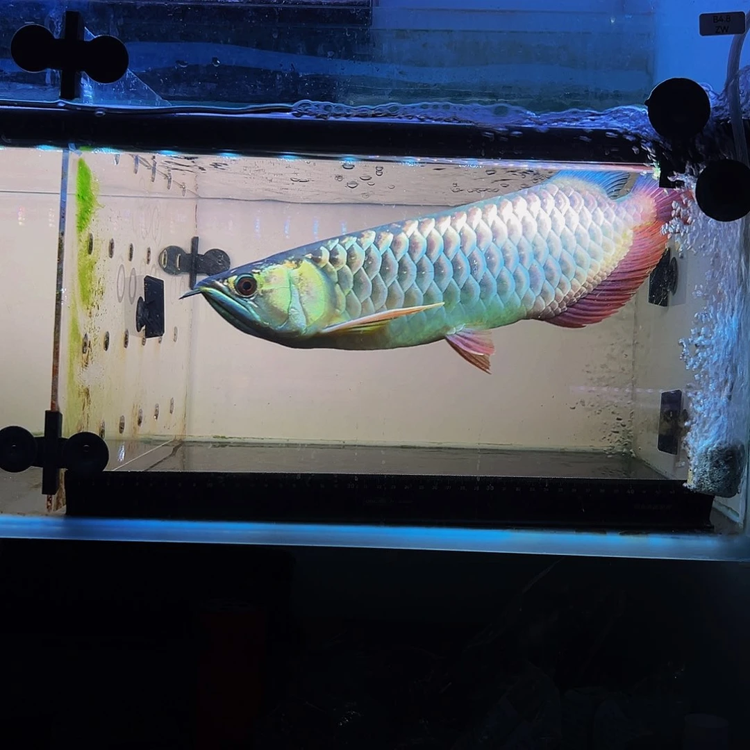 龙鱼?****d马来西亚古典过背金龙