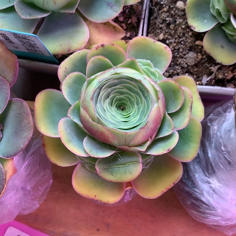 【闪购商品】小**了福利348