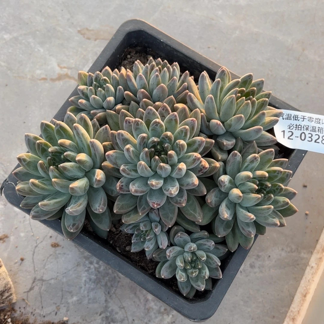 0328雨花石美人多破植物