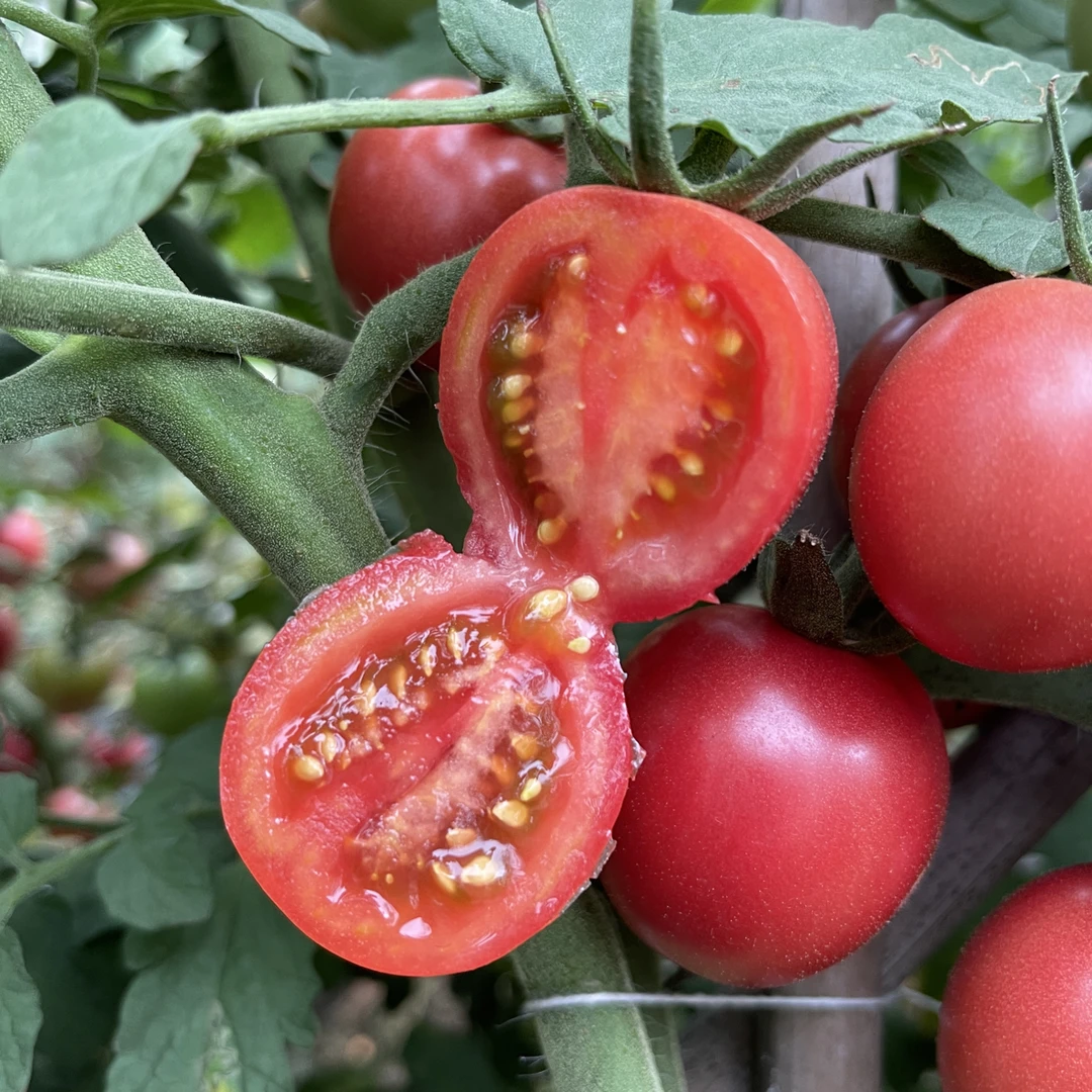 攀枝花千禧小番茄新鲜圣女果西红柿抖音计划