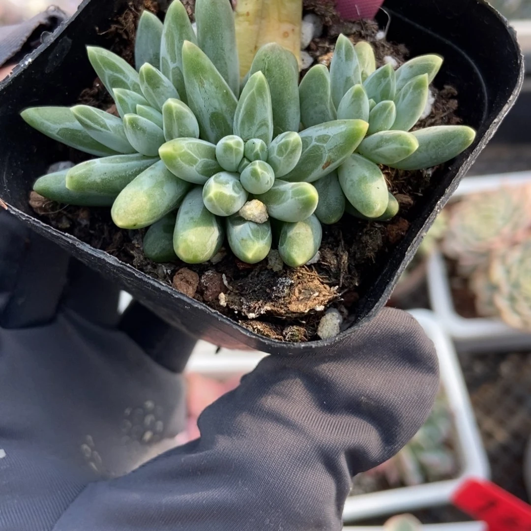 350三色美人多肉植物