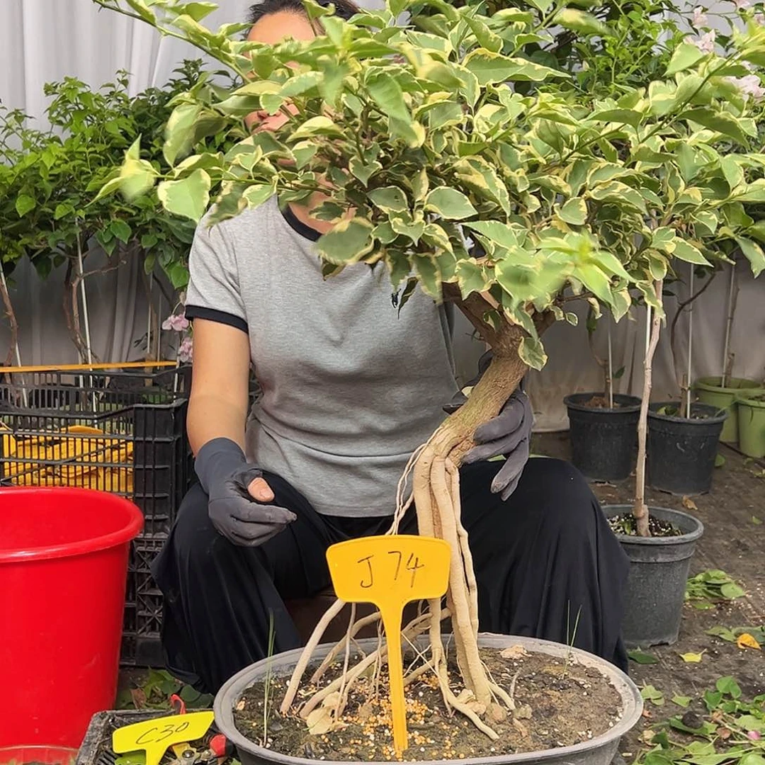聪***妈当前无花栽培后可以开花J74马斯