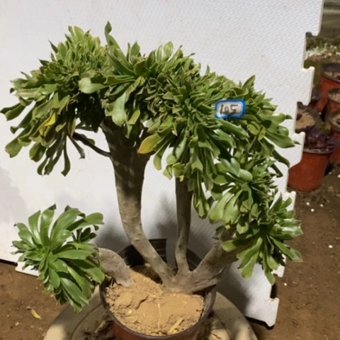 原始绿缀一物一拍