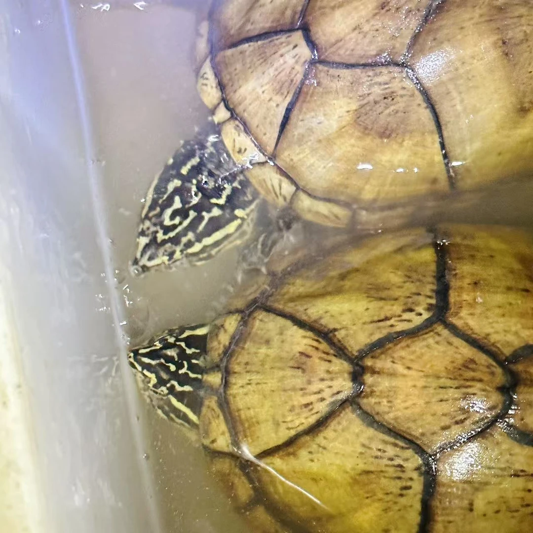 王者龟来种龟代养红面种沼泽种虎泥种毛足种