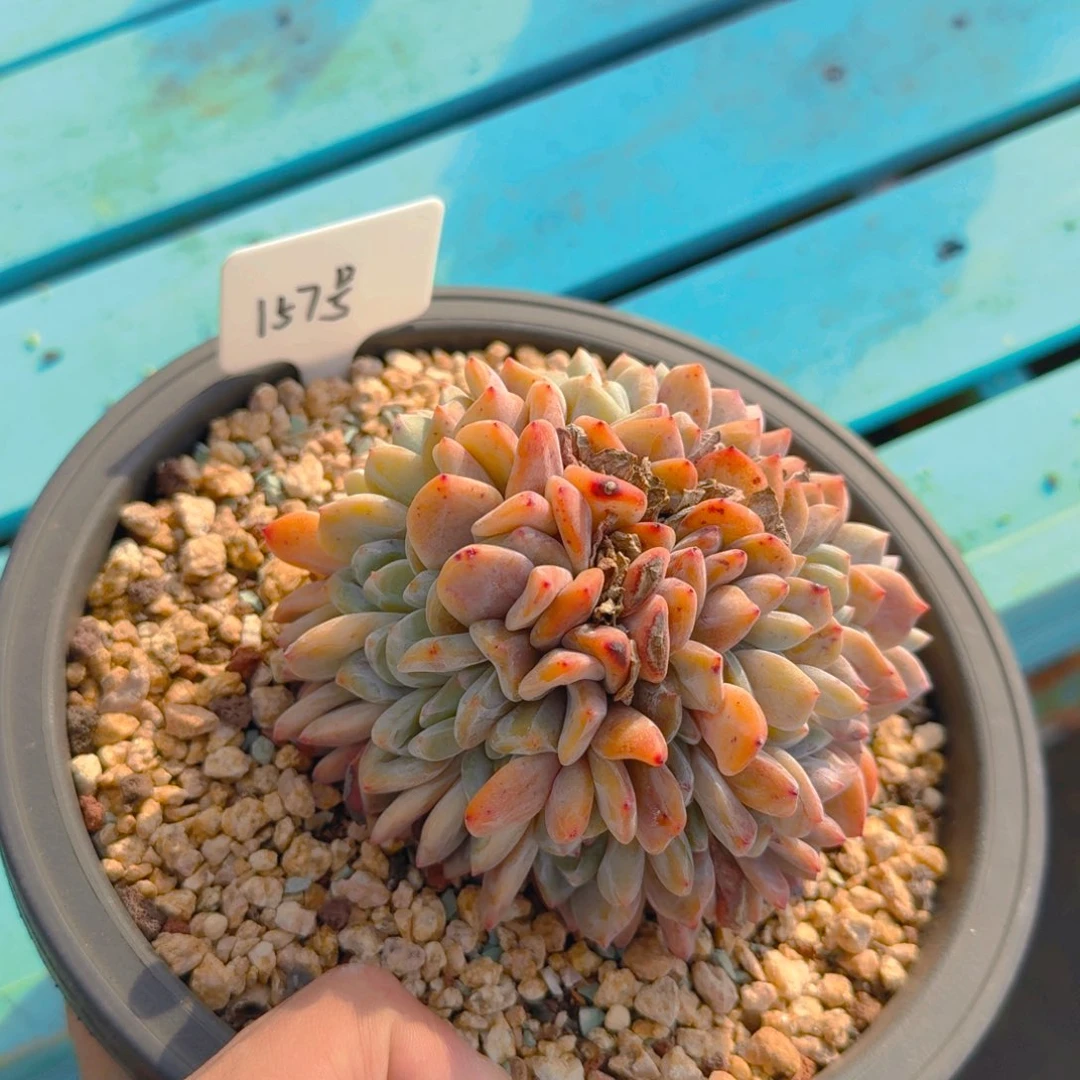 157号多肉11111111111