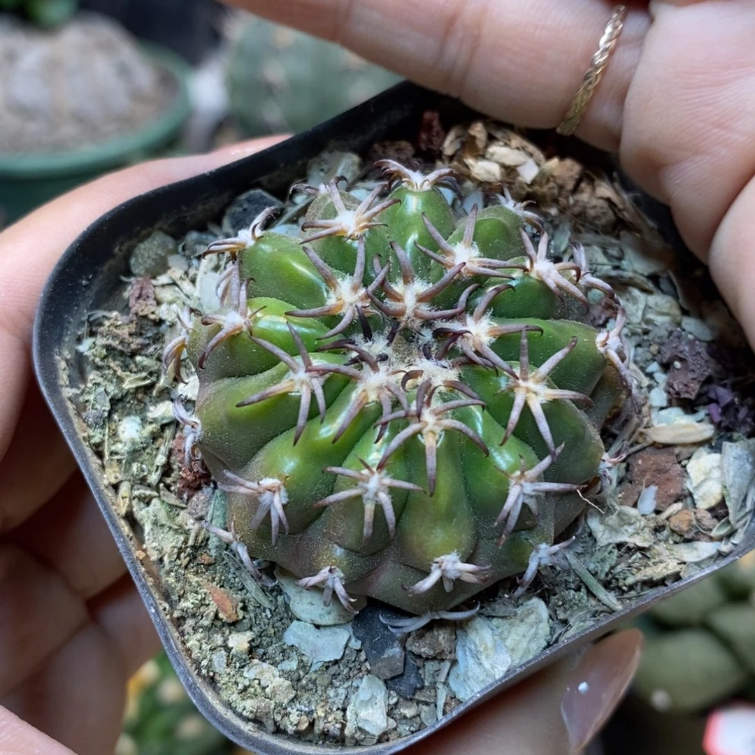 40号 实生 猫爪圆盘玉4.7公分