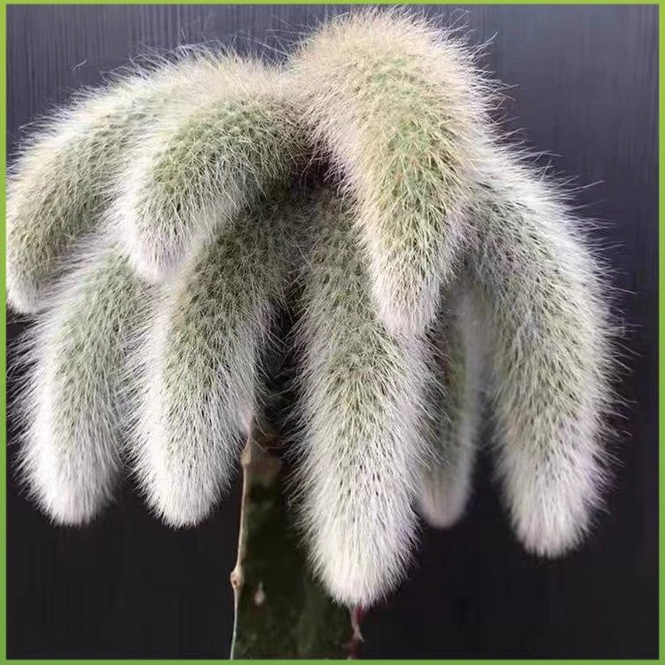 开花九尾狐多肉植物高档盆栽花长毛系列猴尾巴办公室盆栽防辐射