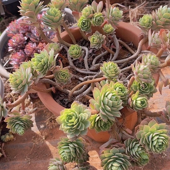 多肉植物。。。。。。。。。。。。。。。。