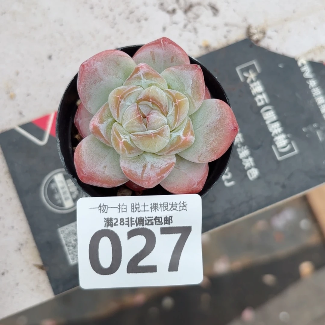 粉钻单头无盆土发货