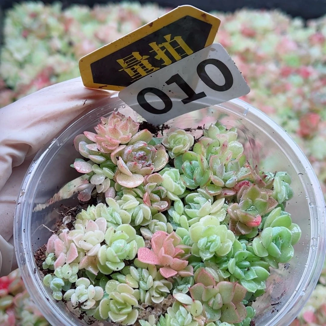 多肉植物多肉植物