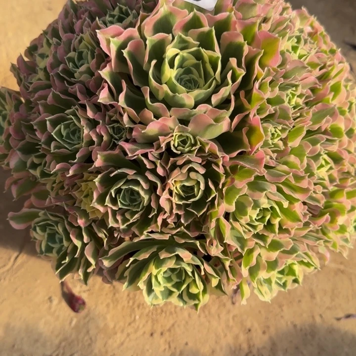 ?****?白凤捧花246肉肉