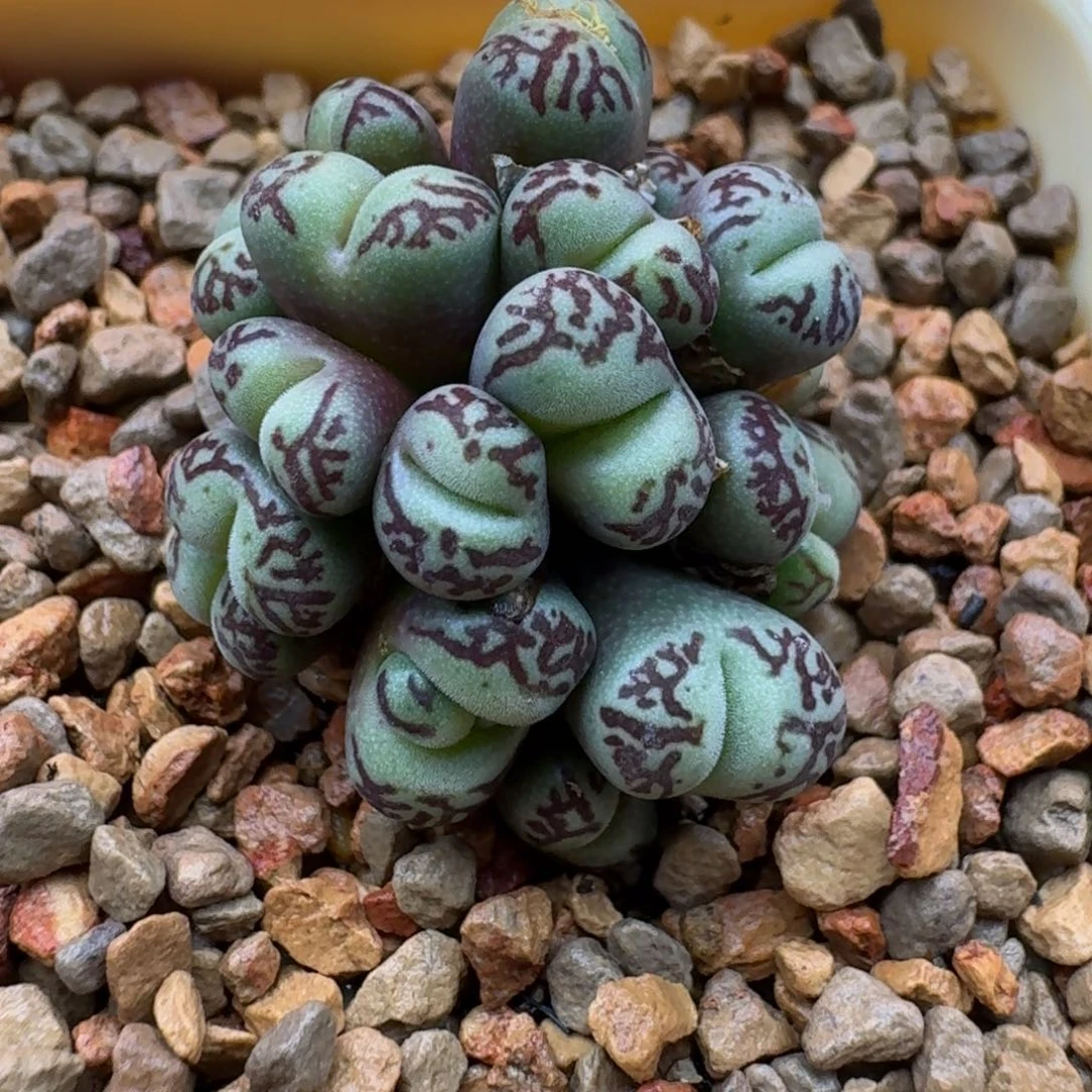 ***云缦精品番杏17.39