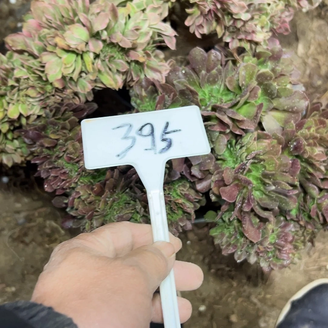 香***香多肉植物组合2个系列缀花395
