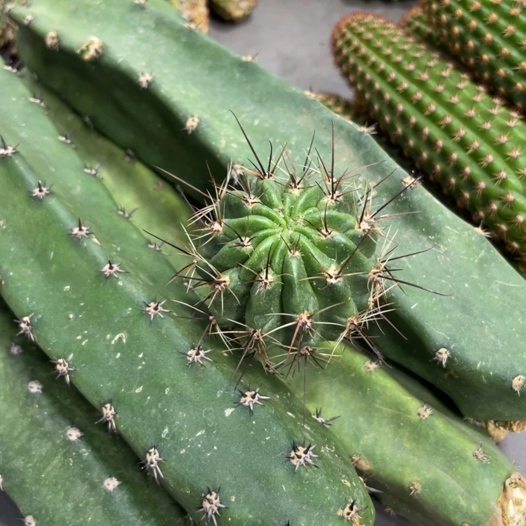 新品白花绿喉侧芽一个