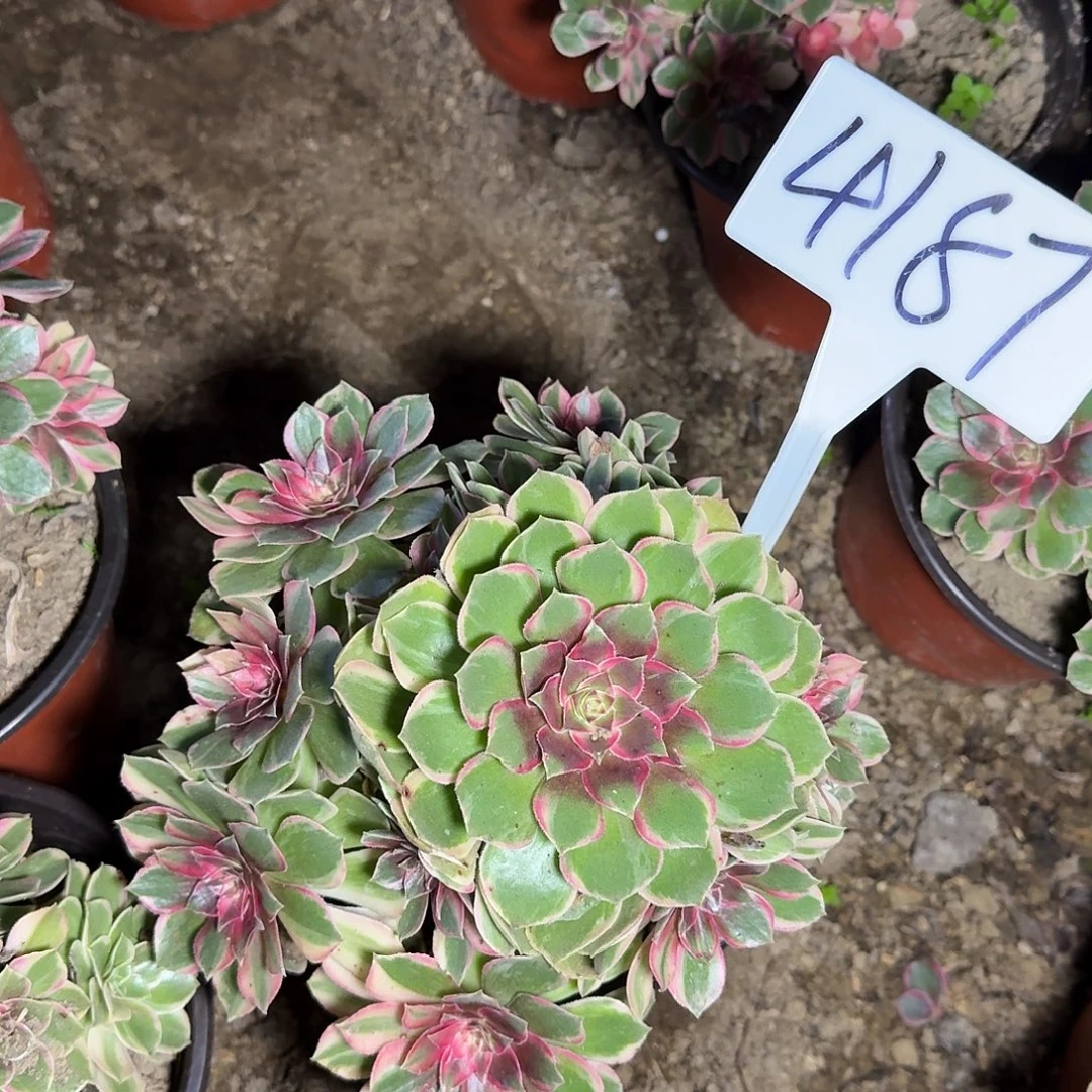 4187黑魔锦多肉法师多肉