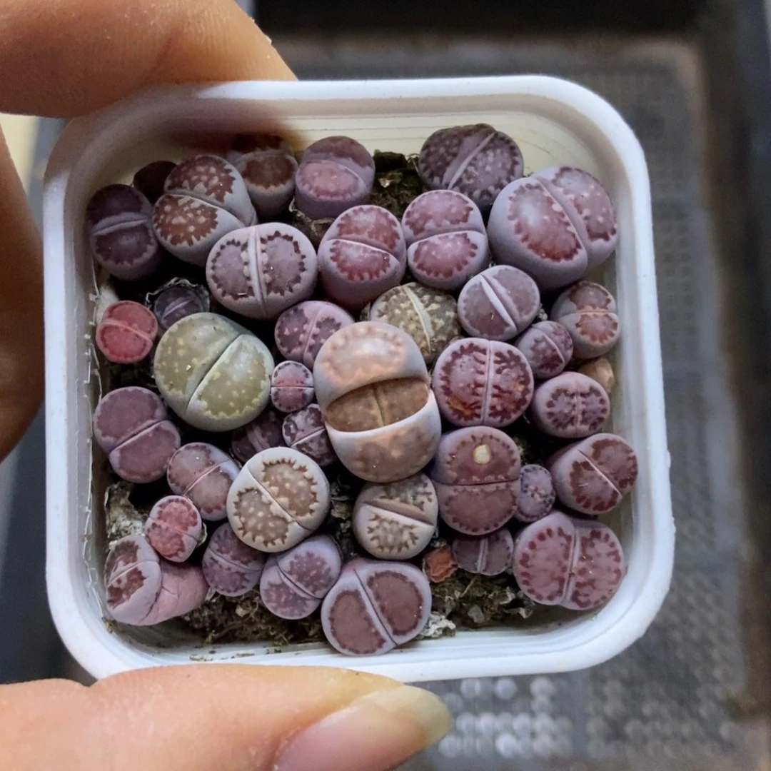 7604一盒紫混瑕疵