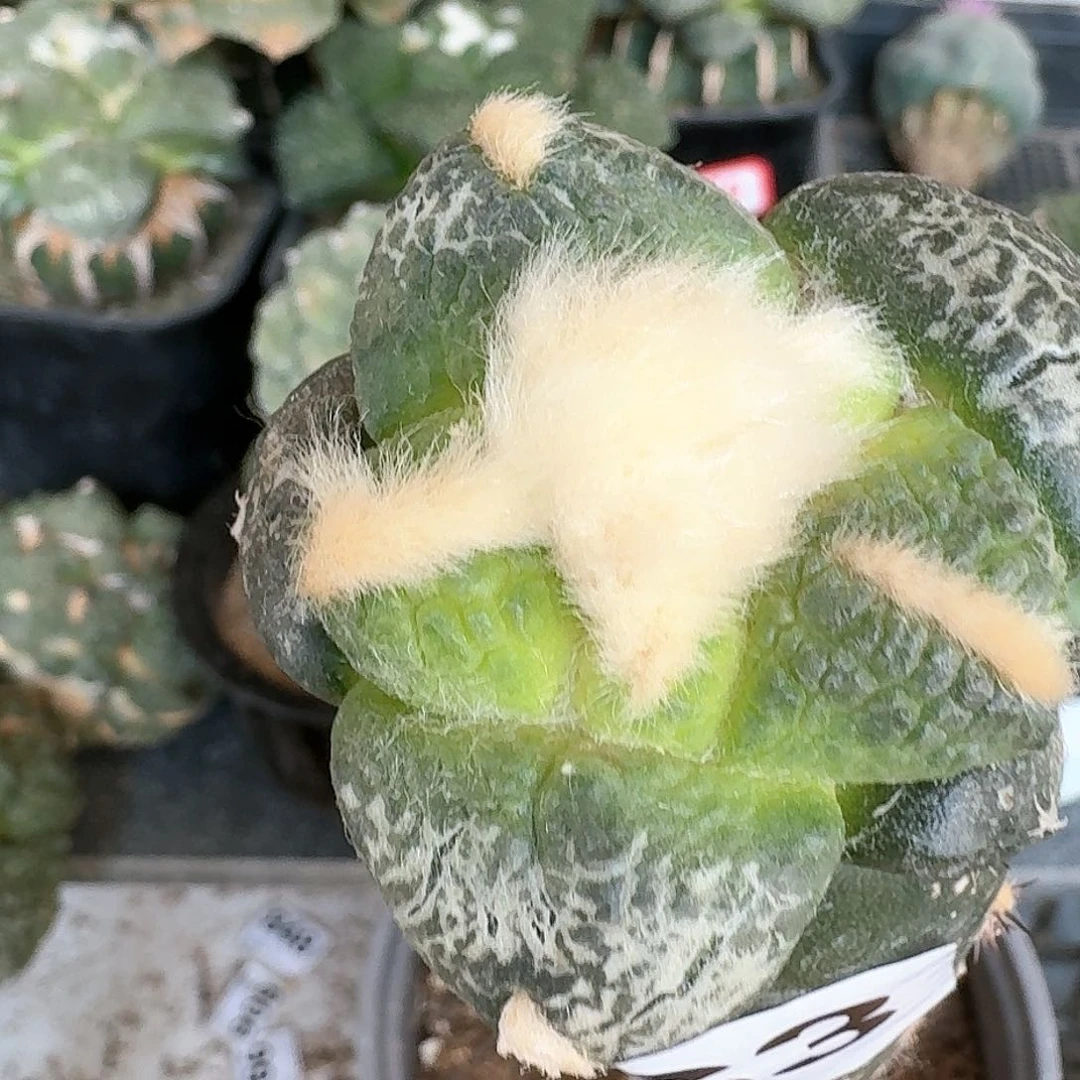 【闪购商品】无花朵z****n大尤连山863