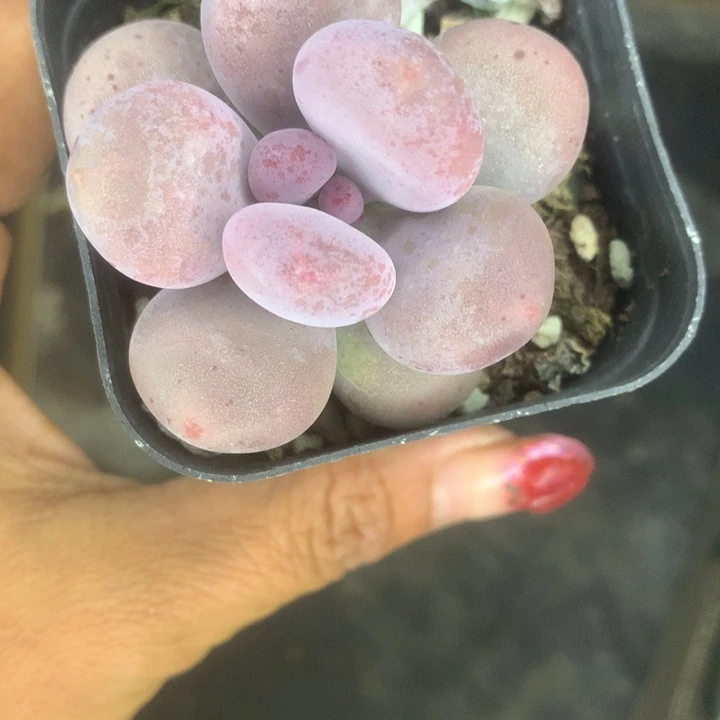 韩版 鸡蛋奶。 （满9.99包邮不满9.99发叶子）