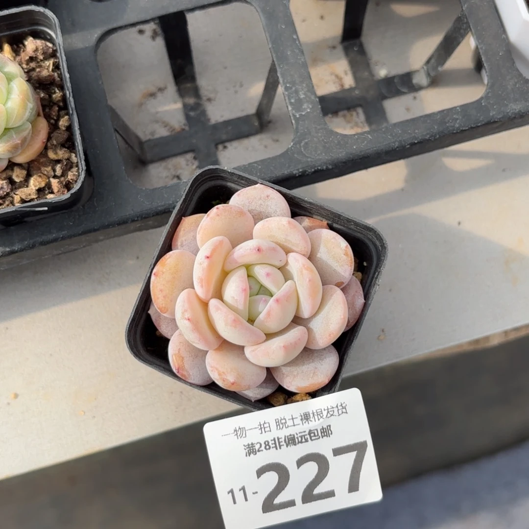 奶盖多肉多肉多肉