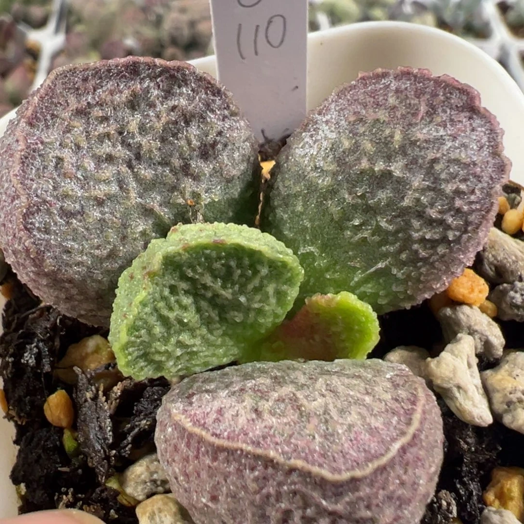 w大胖叶型斑点冰晶颗粒款实生新品