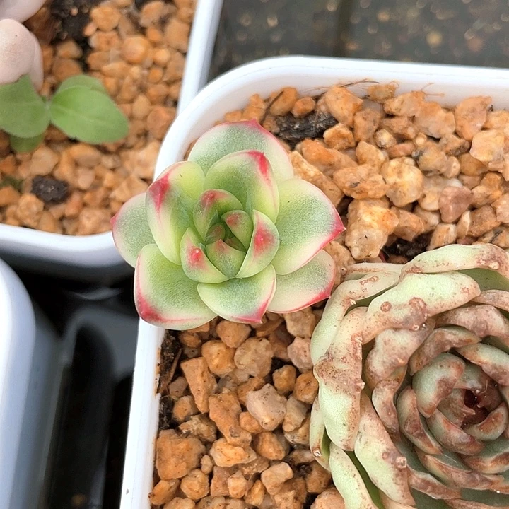 兔***月亮石锦。一物一拍