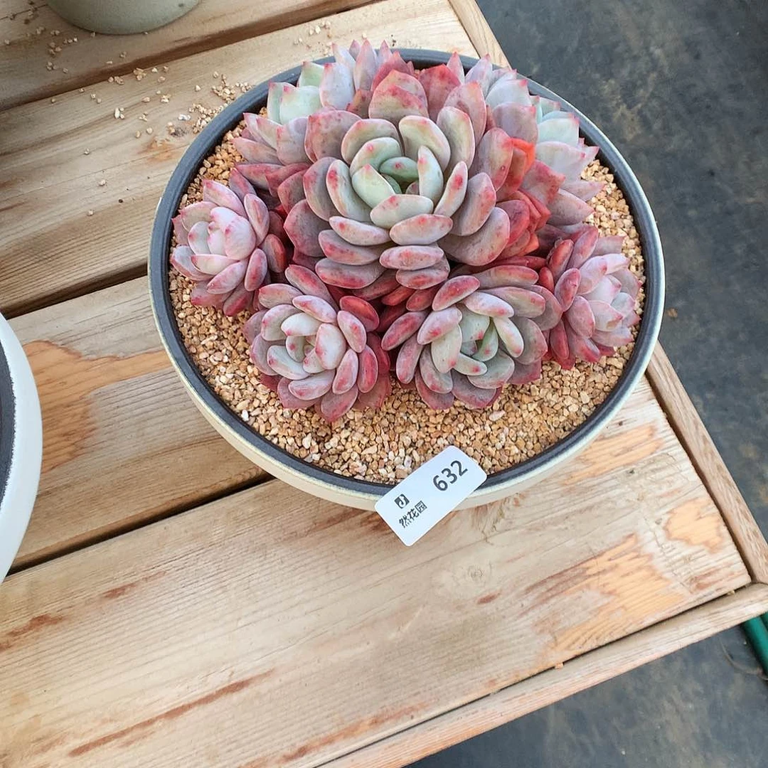 632梦露多肉植物666