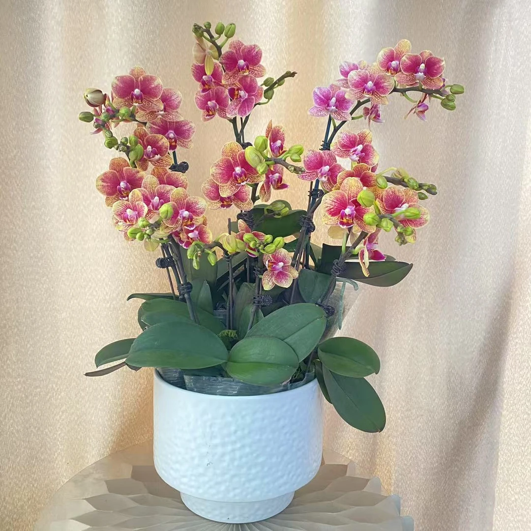 （半亩花坊）金蝶 经典年宵花欧洲蝴蝶兰 室内精品观赏花卉组盆