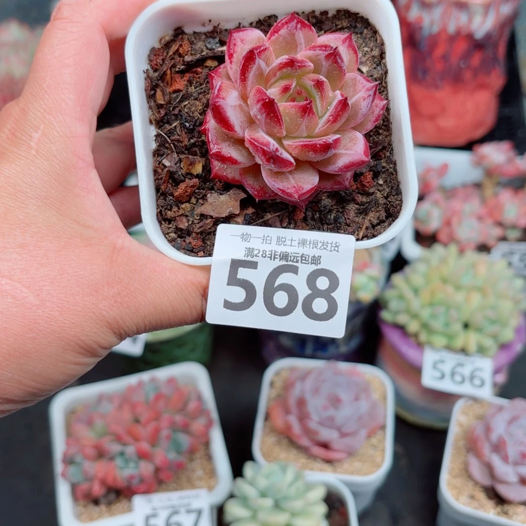 静****黑武士单头多肉多肉