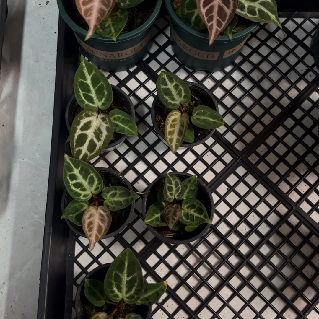 不开花植物黑刷子杂红（一物一拍