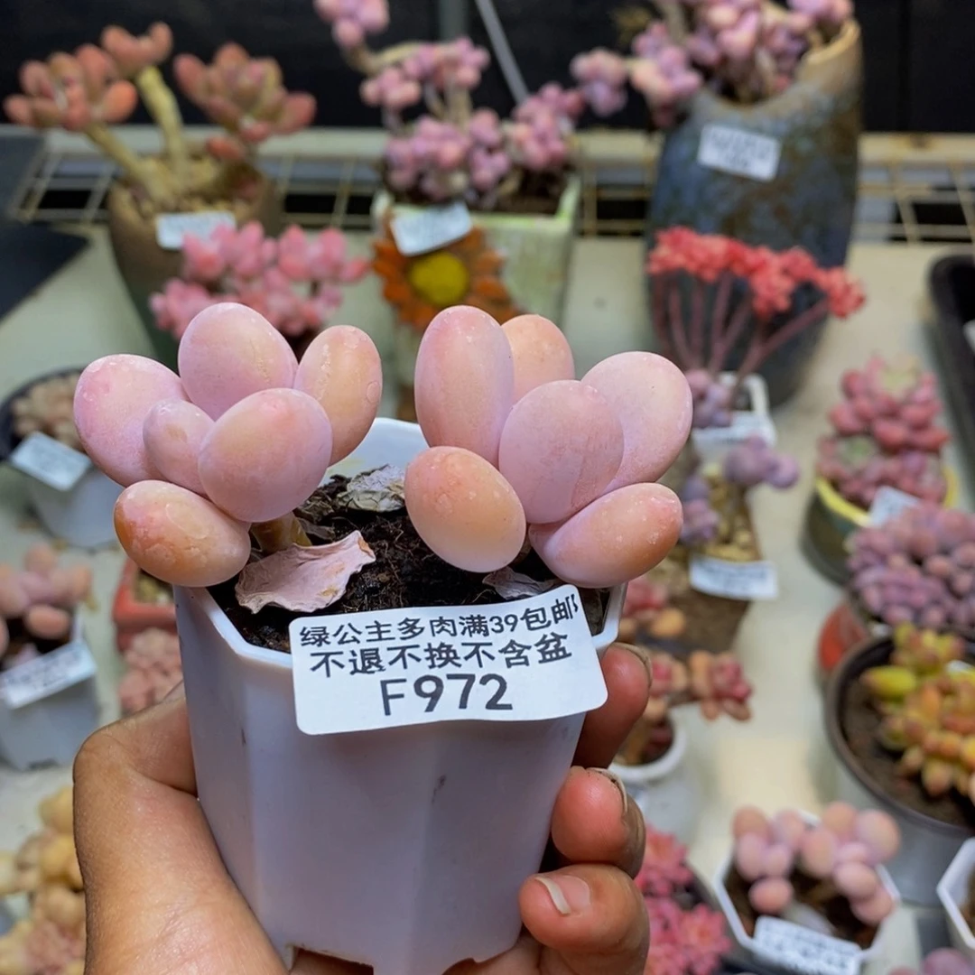 ?972黄金蛋黄奶多肉6c m