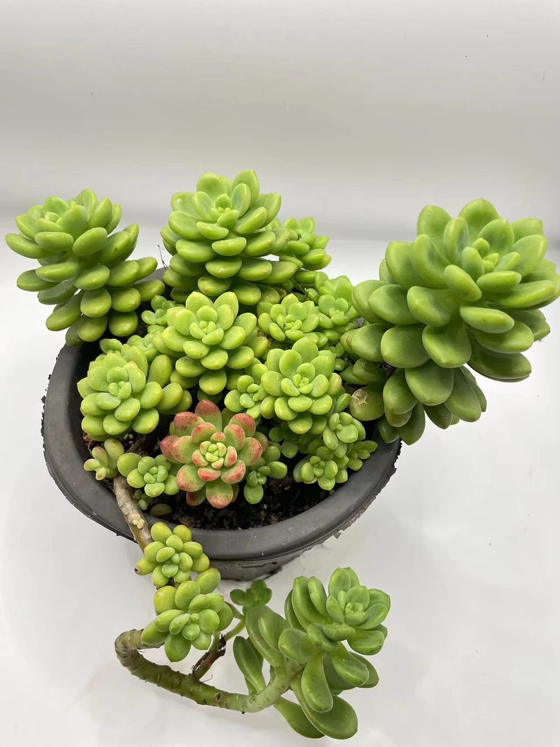 香格里拉 多肉植物 香味很浓 阳台室内可养 云南直发 满18包邮