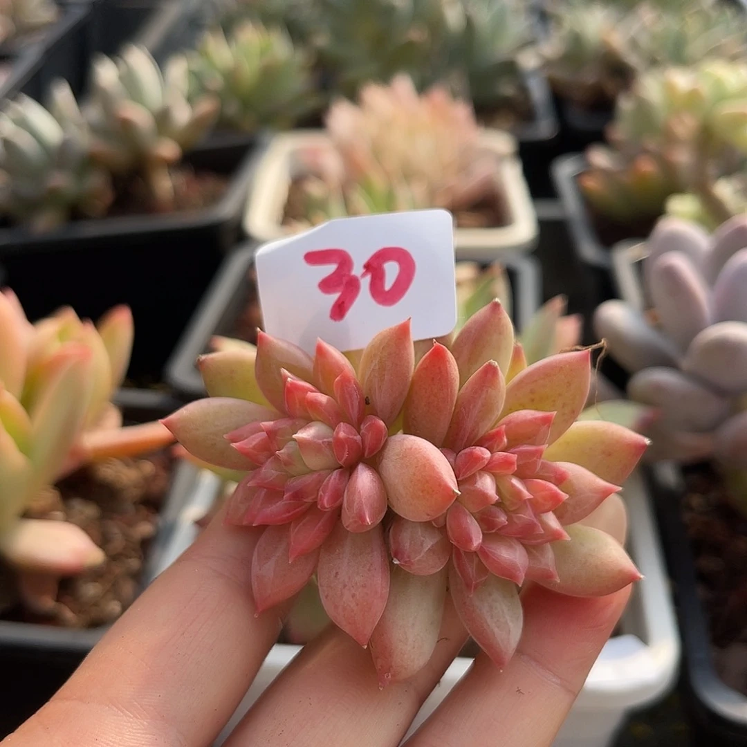 红水晶。   30。  111111111