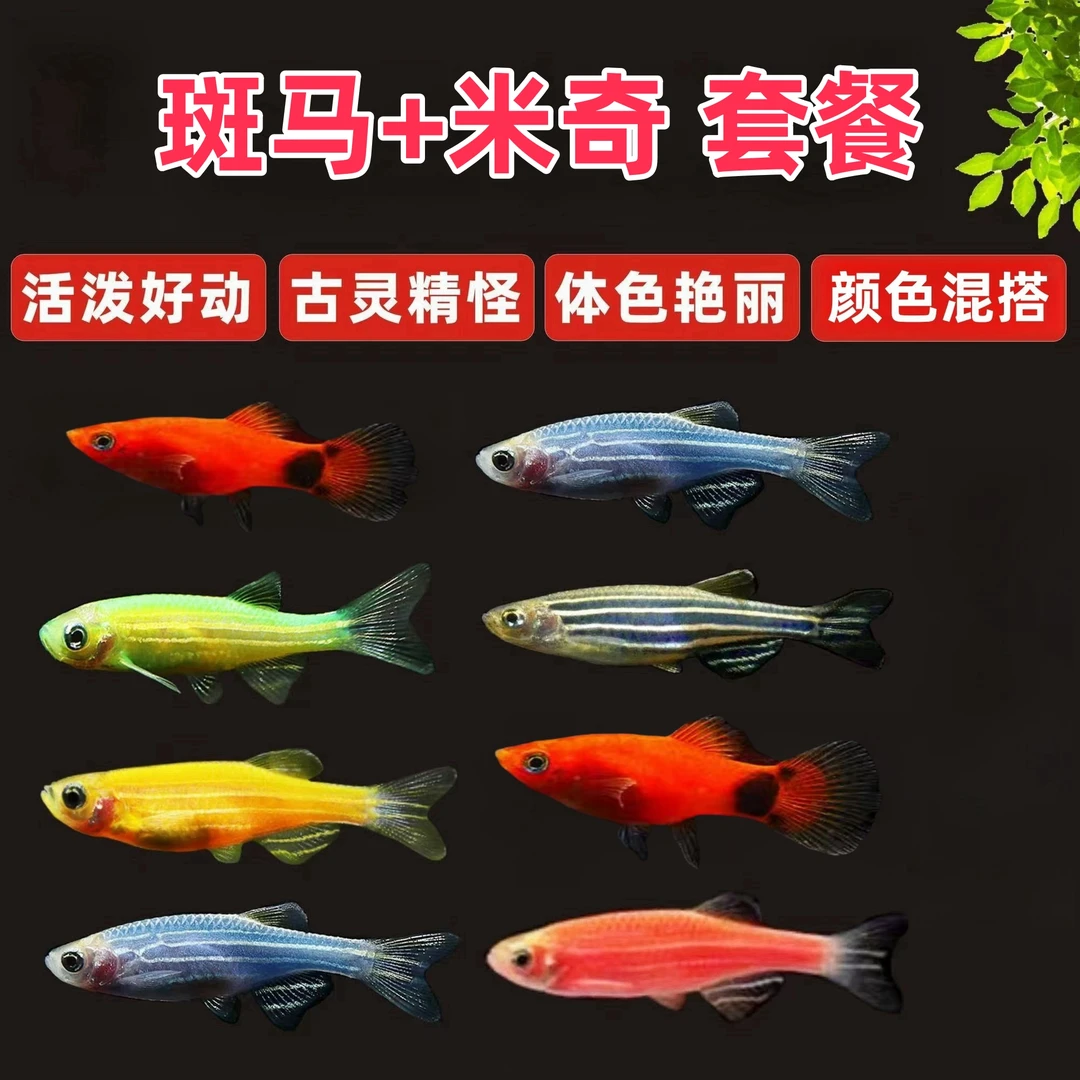 热带观赏鱼孔雀鱼荧光灯科红绿灯小型活鱼冷水鱼淡水好养