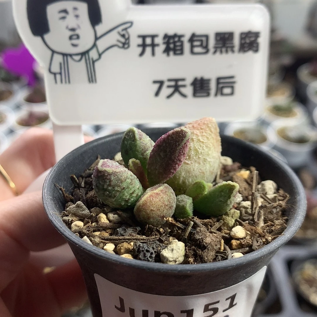 Jun151 优选种播实生