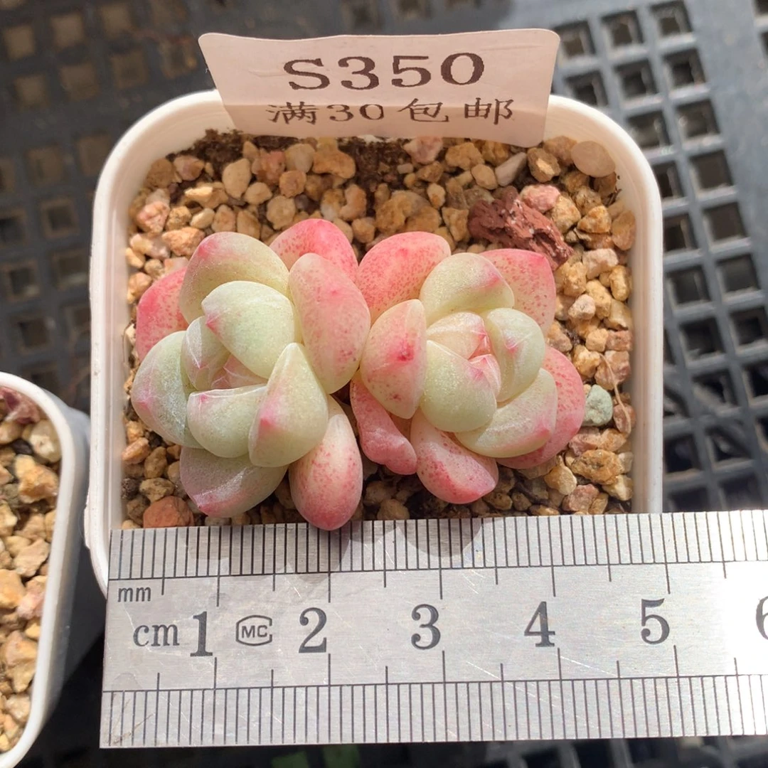 350。小脸糖心冰玉双头。