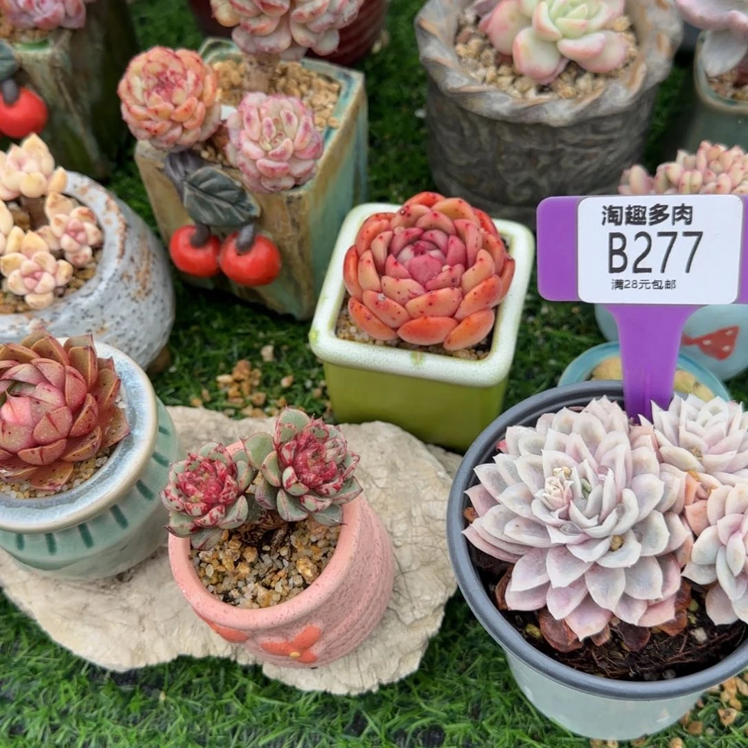 喵多肉植物碎冰井哇塞