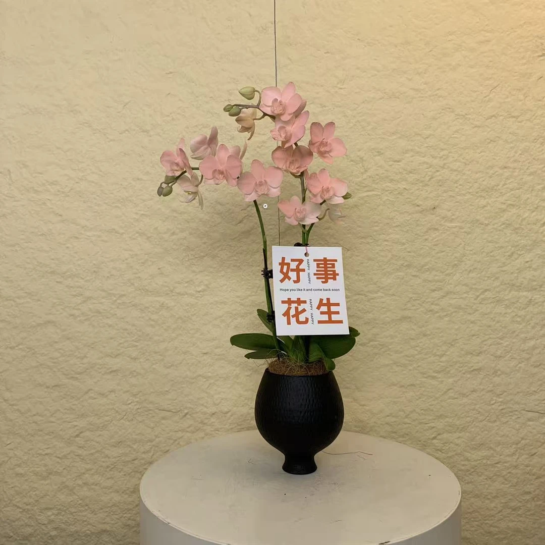 【棉花糖】欧洲鲜花蝴蝶兰 植物提取喷染色系 轻奢高级室内礼品花