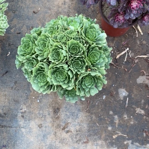 绿羊绒20多肉植物法师