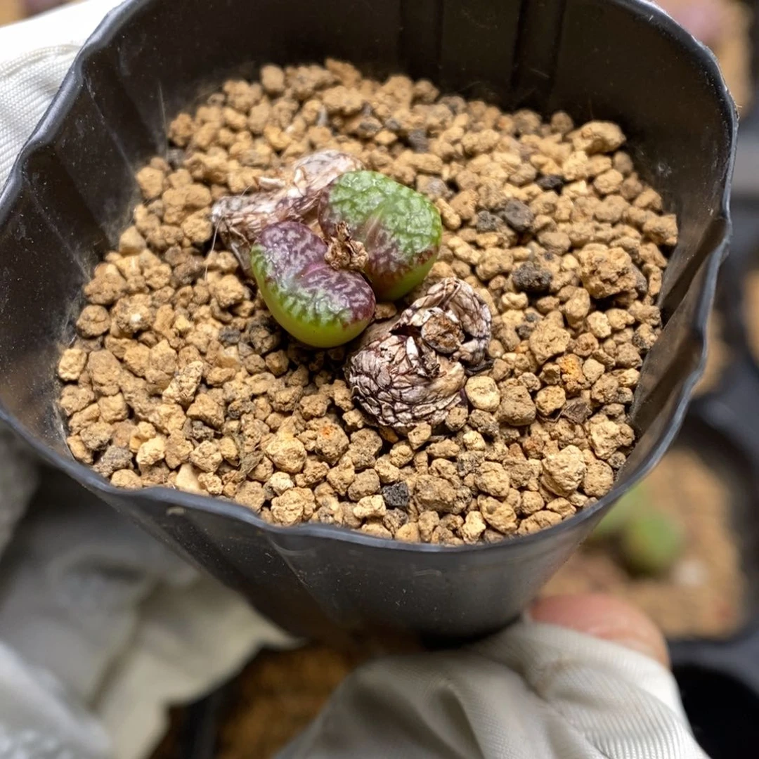 多肉植物肉锥杂交K-3732 安贞杂 蛇皮纹