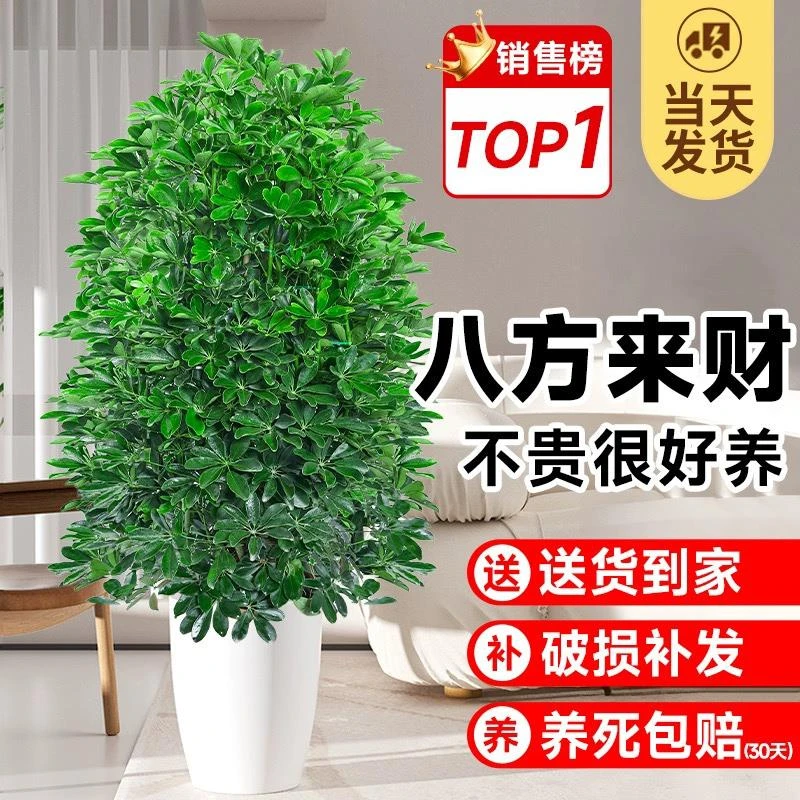 鸭脚木盆栽室内客厅吸甲醛绿植发财树大型植物八方来财盆景办公室