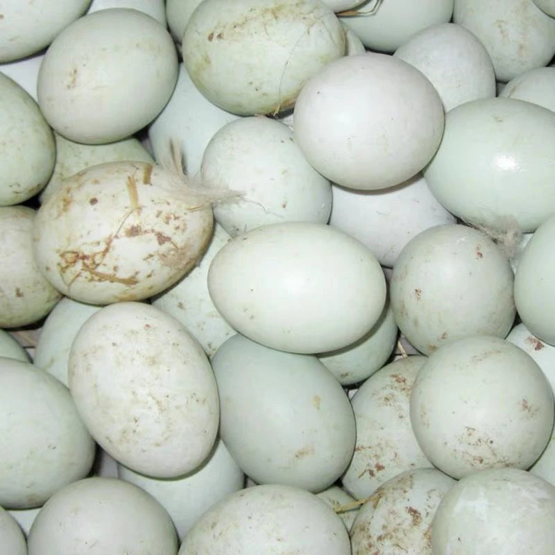 【九域农创】农家鸭蛋新鲜鸭蛋鲜鸭蛋新鲜