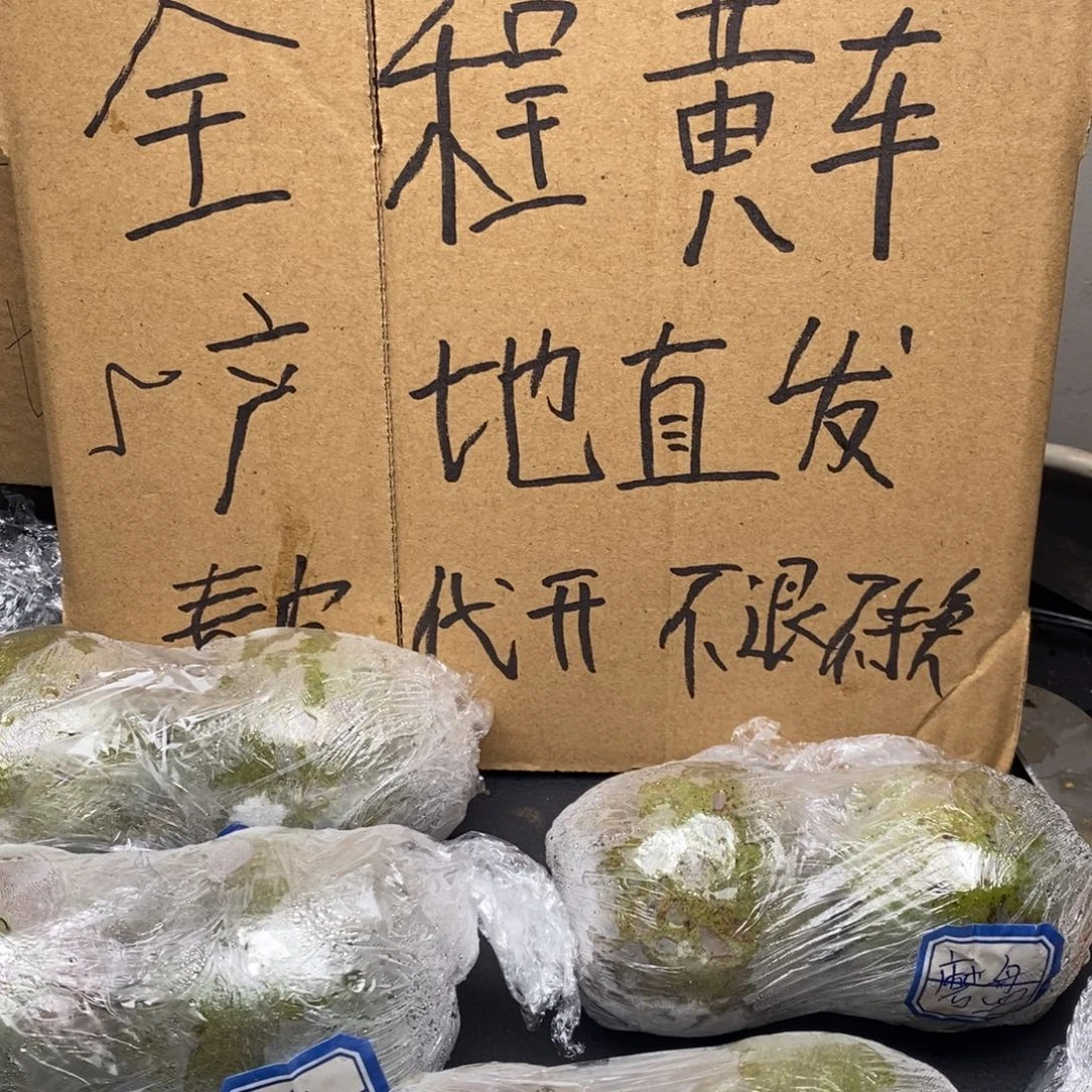 zwf产地直发白狮子2