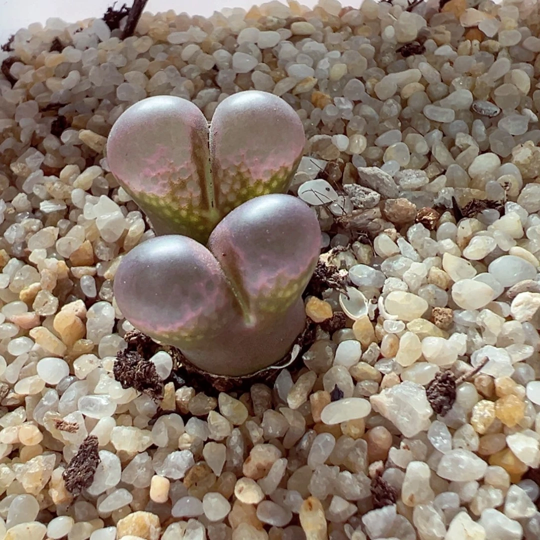 918-926多肉多肉黑眼豆豆