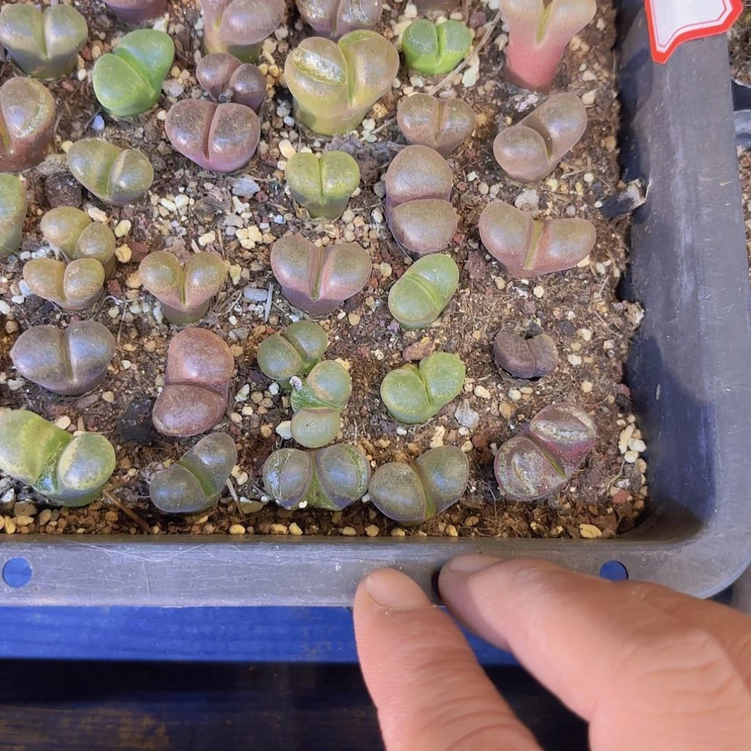风铃五颗一组量拍1111