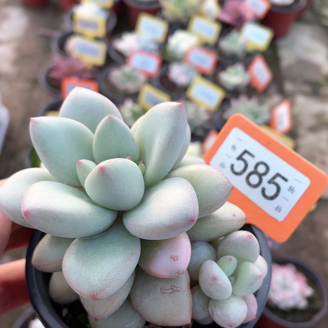 【闪购商品】?****睡585号