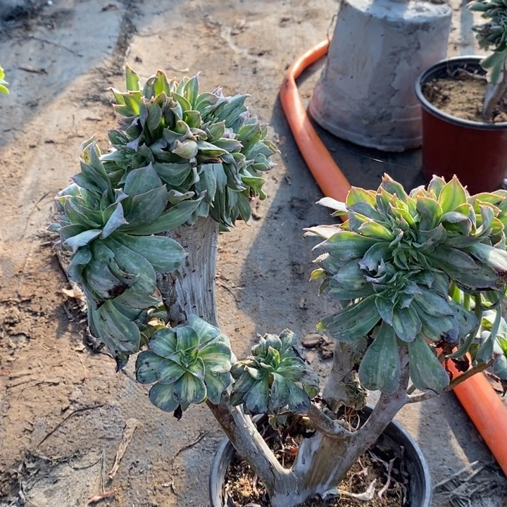 黄中斑缀有伤22多肉植物法师法师