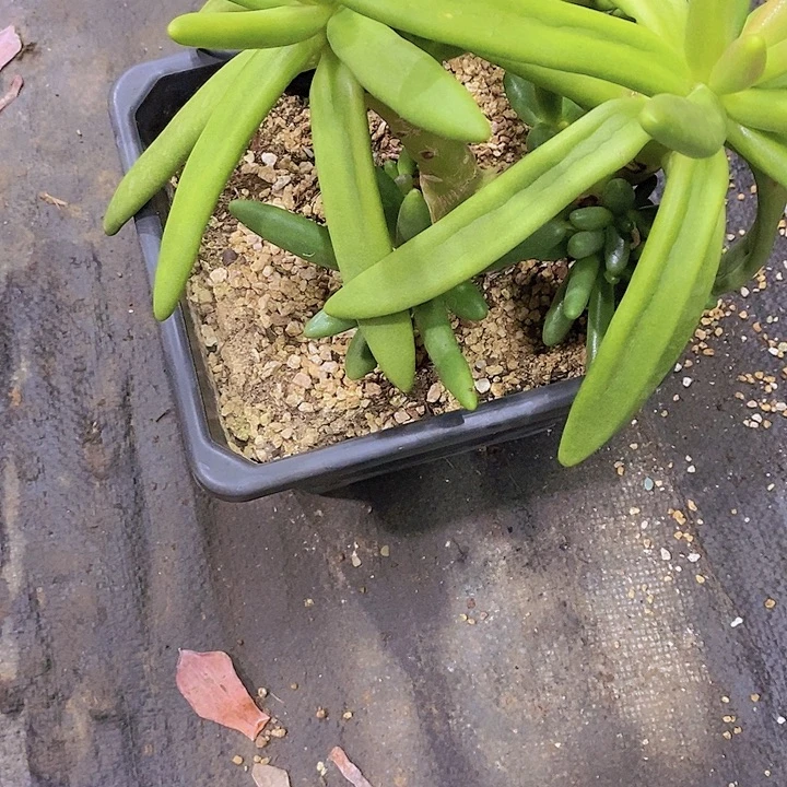 *****椰子树多肉植物老桩