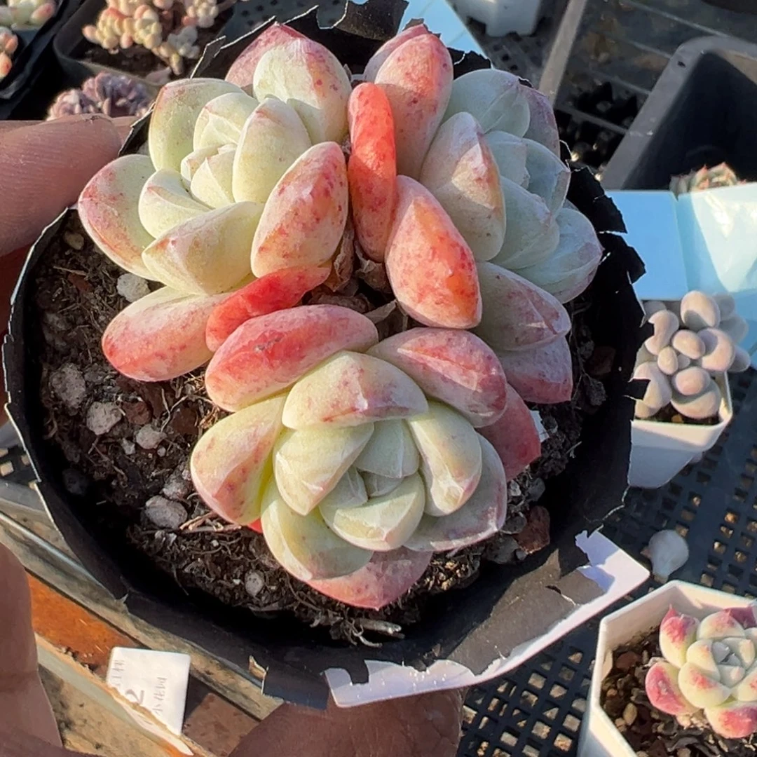 232号三头冰玉群一物一拍满18包邮满26送一颗多肉