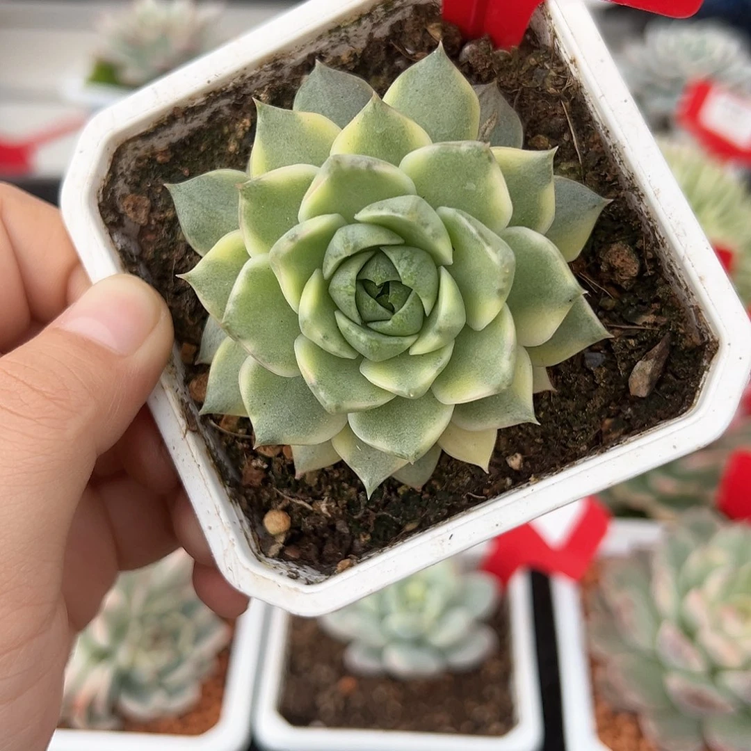 38号法比奥拉锦多肉植物